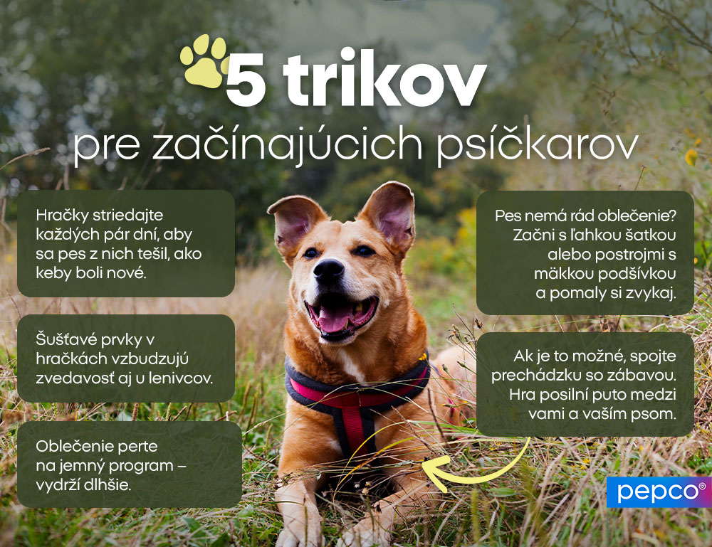 5 trikov pre začínajúcich psíčkarov: 